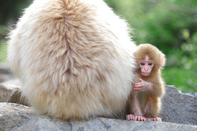1-day-snow-monkeys-zenko-ji-temple-sake-in-nagano-tour11