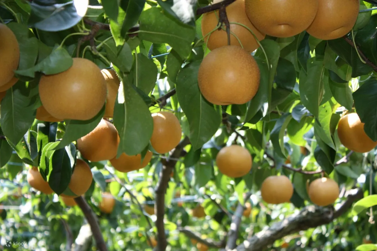 Uratomi Coast Cruise, Tottori Sand Dunes & Sand Museum Day Tour From Osaka - Frequently Asked Questions