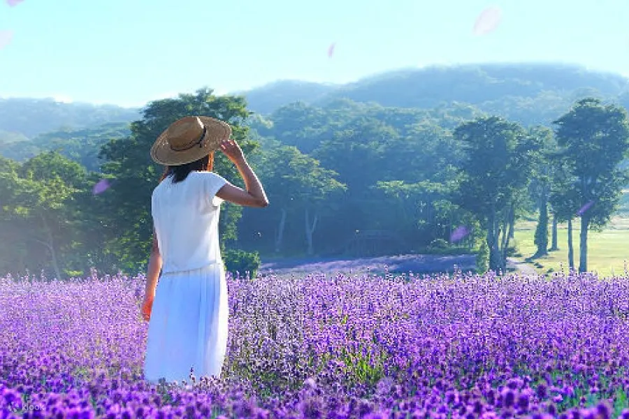 Gunma Sightseeing and Gourmet Trip From Tokyo - Trip Details