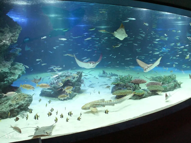 Sunshine Aquarium Tickets: How To Buy Online