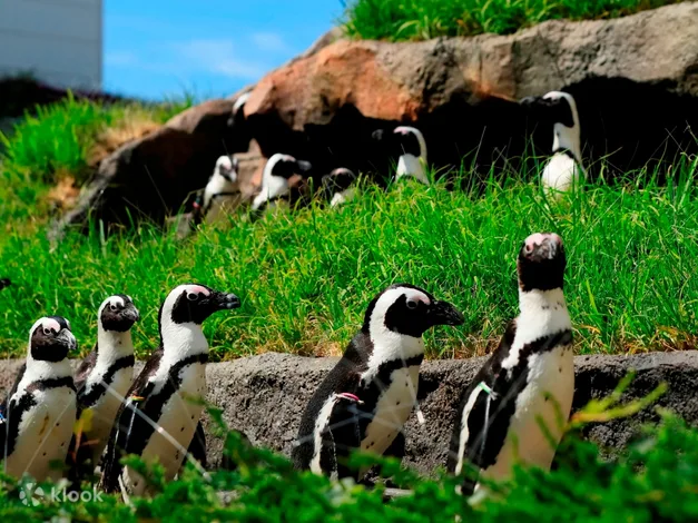 Sunshine Aquarium Tickets: How To Buy Online - Ticket Information