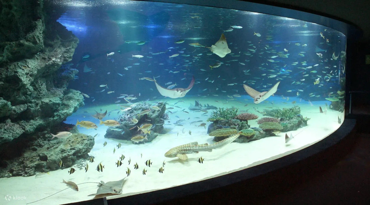 Sunshine Aquarium Tickets: How To Buy Online - The Sum Up