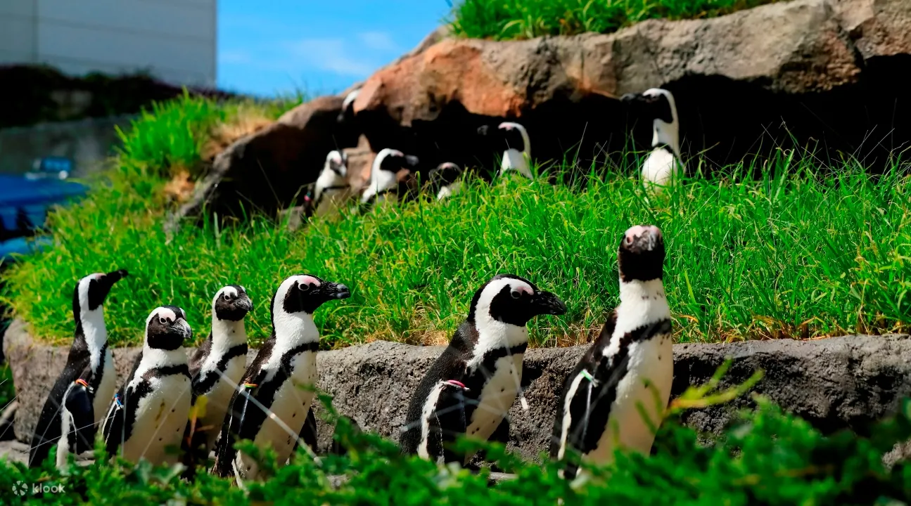 Sunshine Aquarium Tickets: How To Buy Online - Location and Access