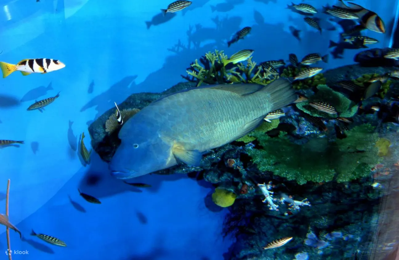 Noboribetsu Marine Park NIXE Admission Ticket - Opening Hours and Operating Days