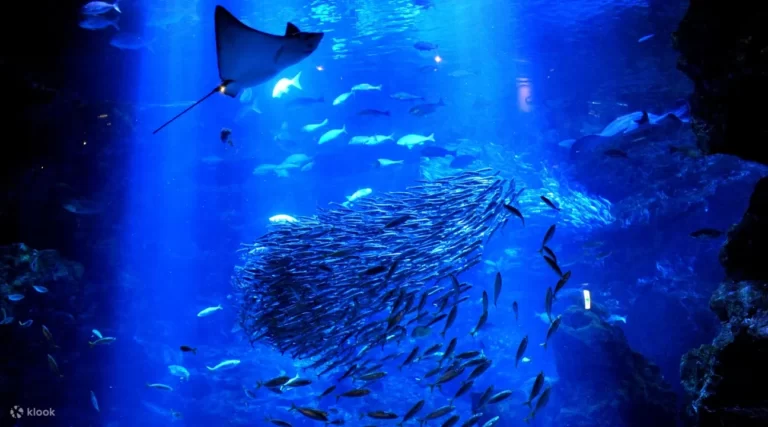 Kyoto Aquarium Admission Ticket: How To Buy Online