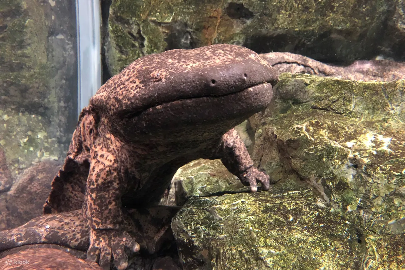 Kyoto Aquarium Admission Ticket: How To Buy Online - Visitor Information and Guidelines