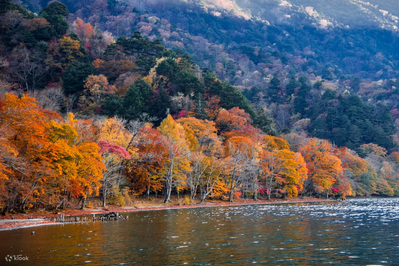 Nikko Day Tour From Tokyo - History and Culture of Nikko