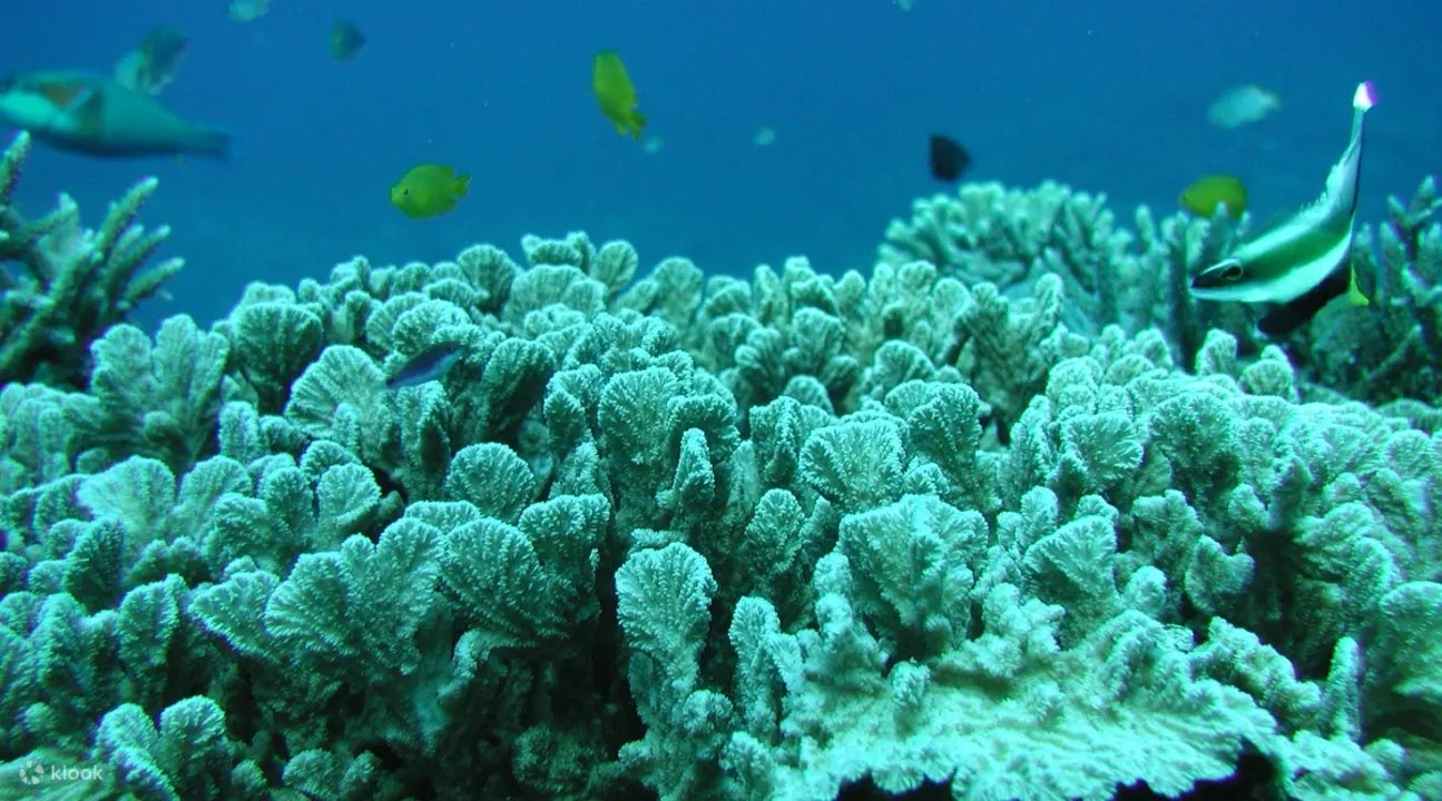 Glass Bottom Boat Tour in Okinawa - Overview of the Glass Bottom Boat Tour