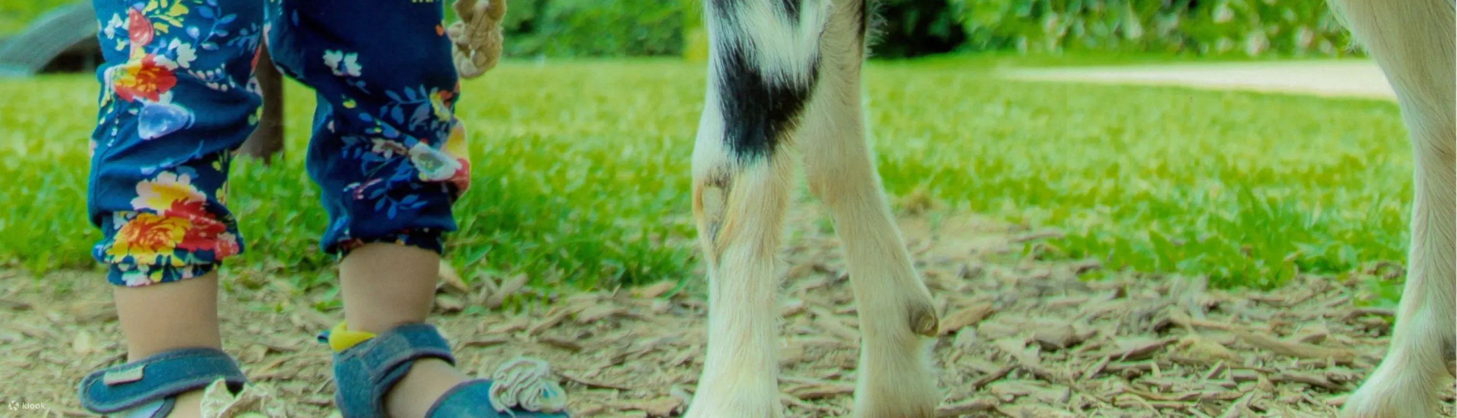 Bios Hill Gardens Entry Ticket Ishikawa City, Okinawa - Discovering the Orchid Gardens