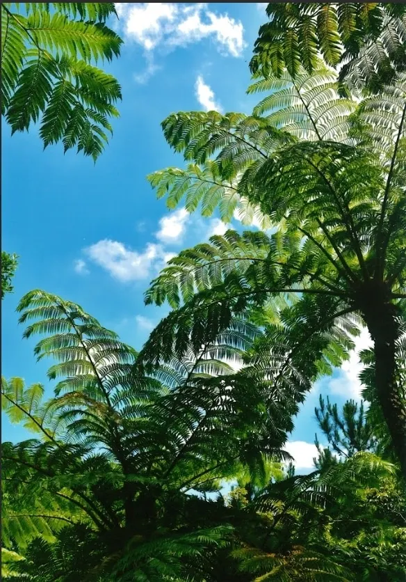 Bios Hill Gardens Entry Ticket Ishikawa City, Okinawa - Visitor Information and Important Details