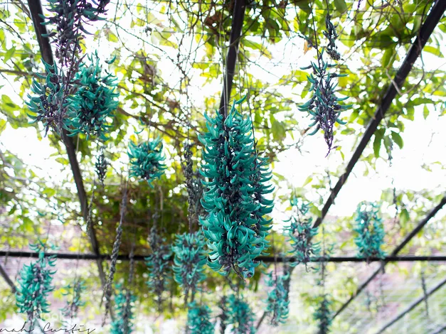 Neo Park Okinawa Ticket - Ticket Options and Prices