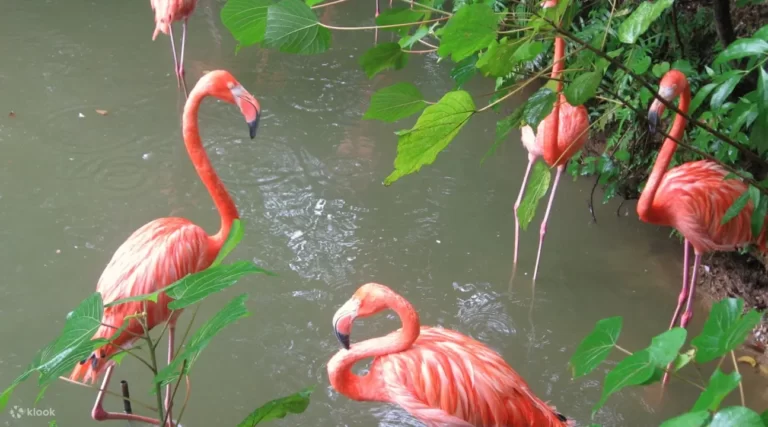 Neo Park Okinawa Ticket