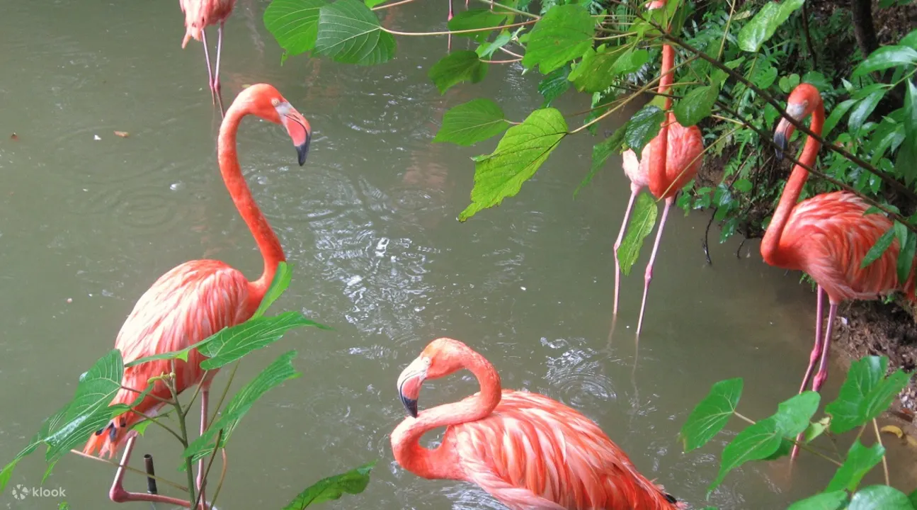 Neo Park Okinawa Ticket - Key Takeaways