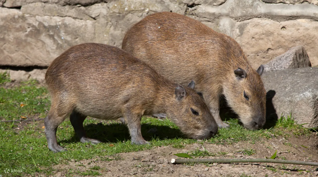 Neo Park Okinawa Ticket - Park Attractions and Shows