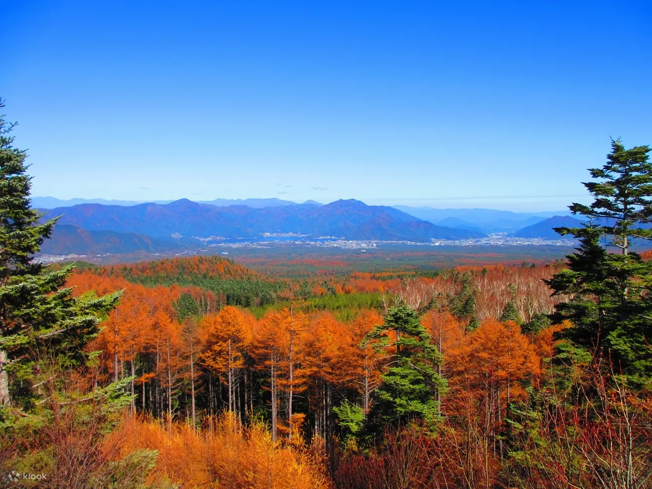 Mt. Fuji Flower Festival Tour With Ropeway Experience From Tokyo - Tour Highlights