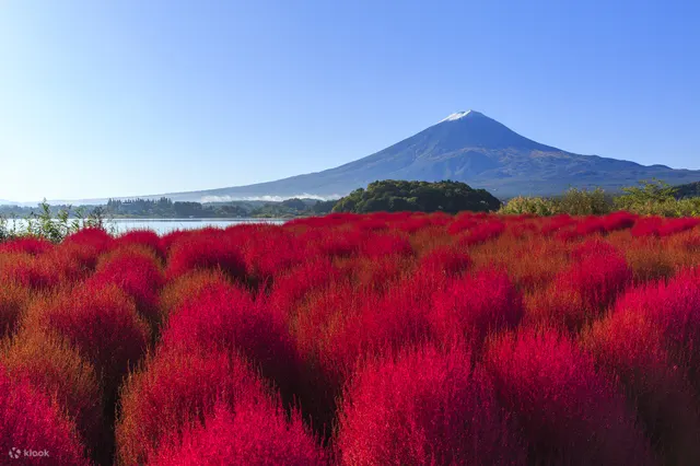 Mt. Fuji Flower Festival Tour With Ropeway Experience From Tokyo - Options for Sightseeing Trip