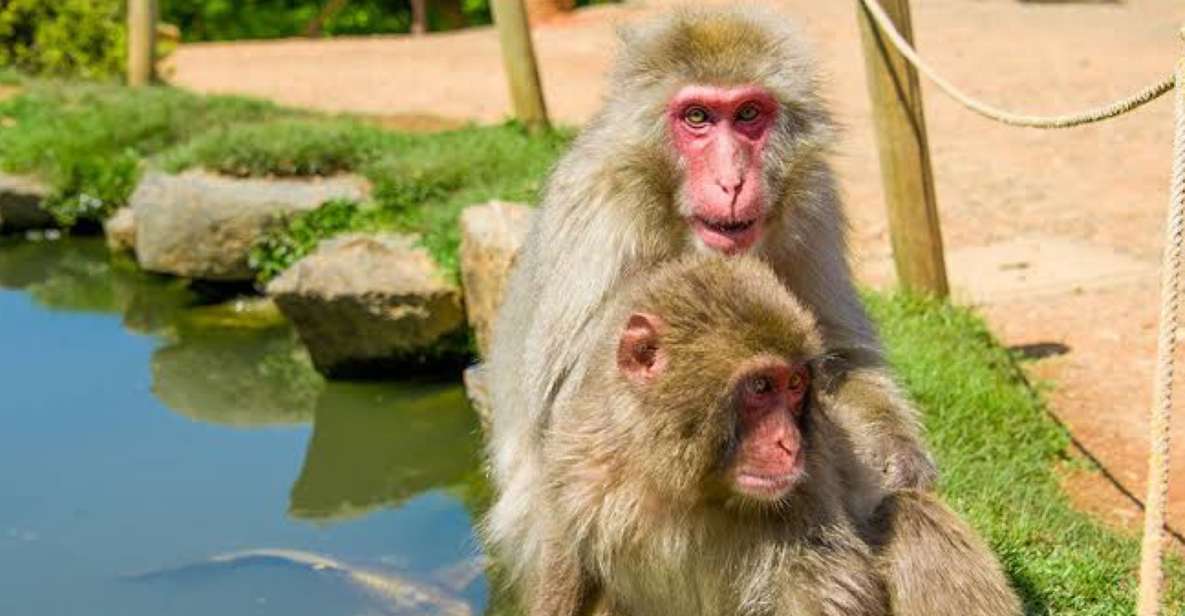 ALL-IN Private Tour KYOTO W/Hotel Pick-Up and Drop-Off - Booking Information