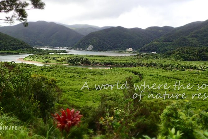 Amami Mangrove Canoe - The Beauty of Amami Mangroves
