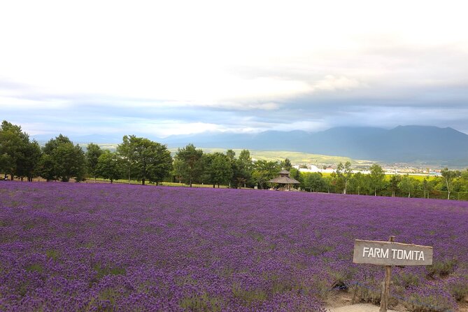 Asahiyama Zoo, Aoiike, Farm Tomita, Ningle Terrace (from Sapporo) - Aoiike - Discover the Beautiful Blue Pond