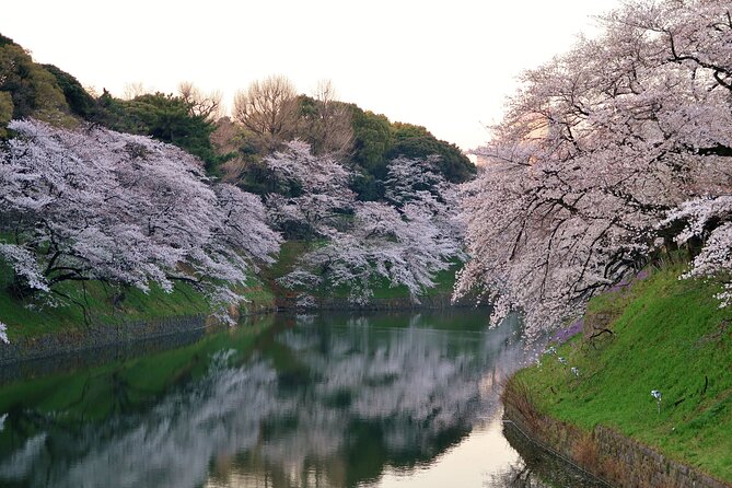 Cherry Blossom Private Tour - Traveler Photos and Reviews