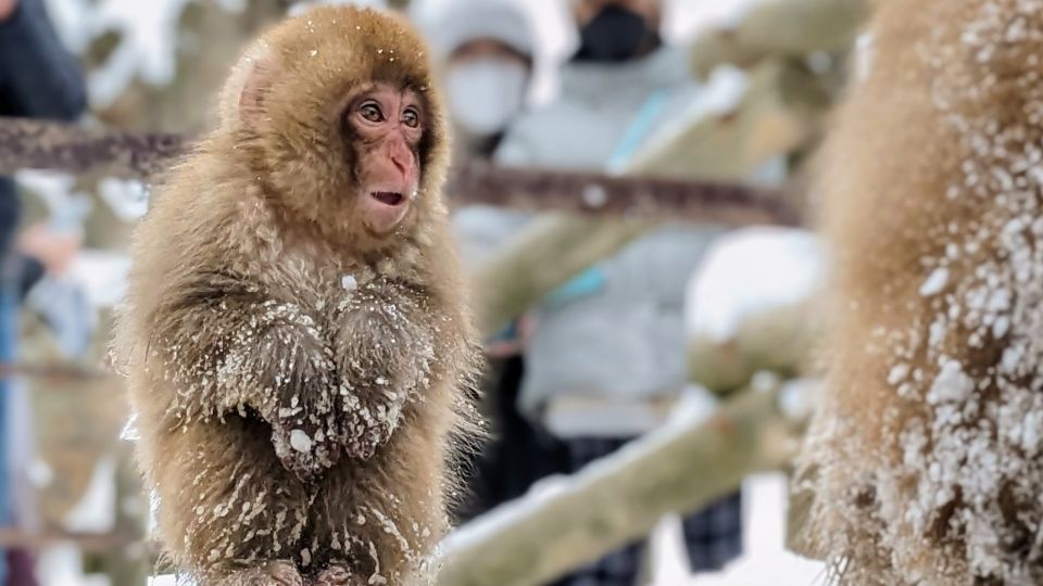 From Tokyo: Snow Monkey 1 Day Tour With Beef Sukiyaki Lunch - Activity Details and Options