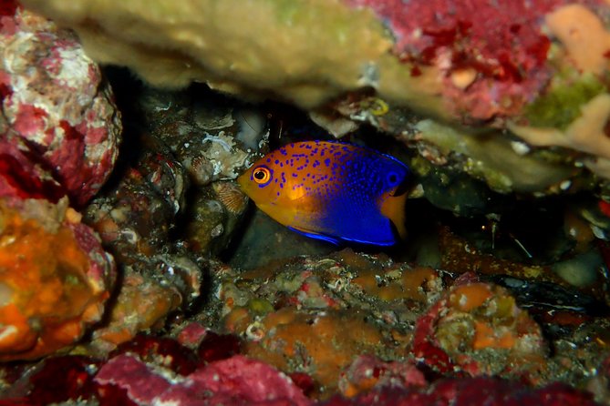 Let'S Enjoy Scuba Diving in Izu Oceanic Park Izu Peninsula for Certificate Diver - Meeting Point and Start Time