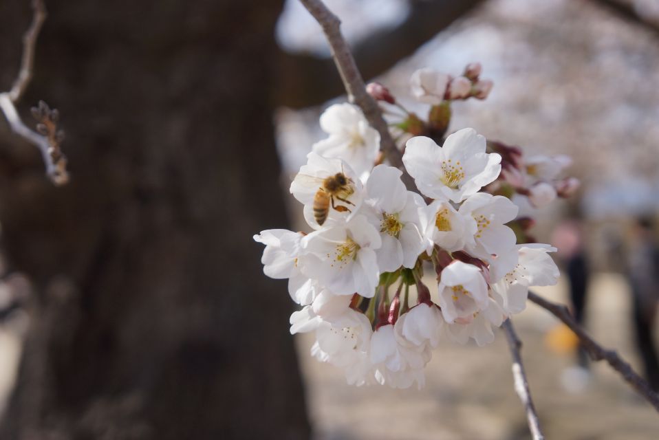 Nagano: 1-Day Snow Monkey & Cherry Blossom Tour in Spring - Activity Details and Reservations