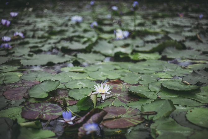 Private Car Day Trip to the Kobe Mountains, Gardens and Hot Springs From Osaka - Trip Highlights