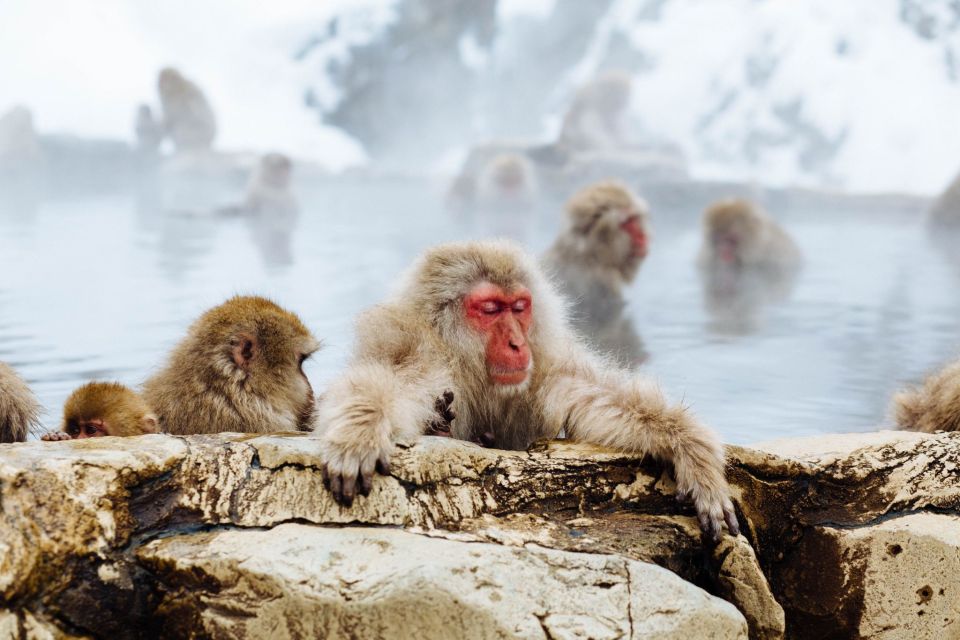 Private Roundtrip Transport: To/From Snow Monkey Park - Cancellation and Reservation Policy