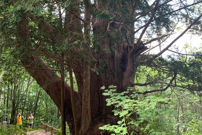 Shirakawago(Unesco World Heritage)/ Onsen / Hiking / 1day Tour - Tour Highlights