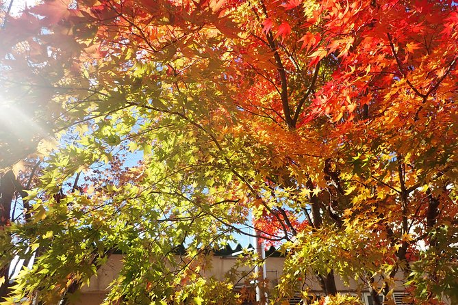 Short Morning Cycling Tour in Hida - Highlights of the Hida Cycling Tour