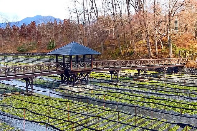 Wasabi Farm Discovery Walking Tour - Overview and Tour Details