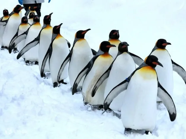 Asahiyama Zoo & Biei Blue Pond Day Trip in Hokkaido