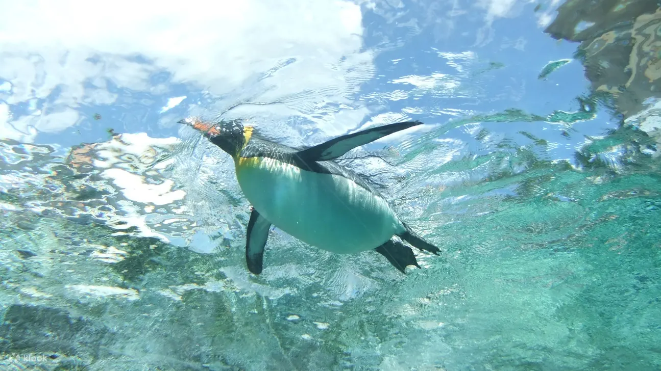 Asahiyama Zoo & Biei Blue Pond Day Trip in Hokkaido - Asahiyama Zoo: a Fascinating Encounter With Wildlife