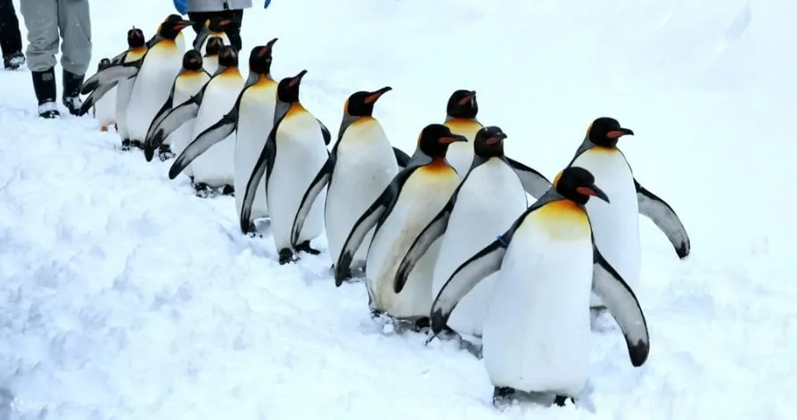 Asahiyama Zoo & Biei Blue Pond Day Trip in Hokkaido - Exploring Hokkaidos Top Attractions on a Day Trip