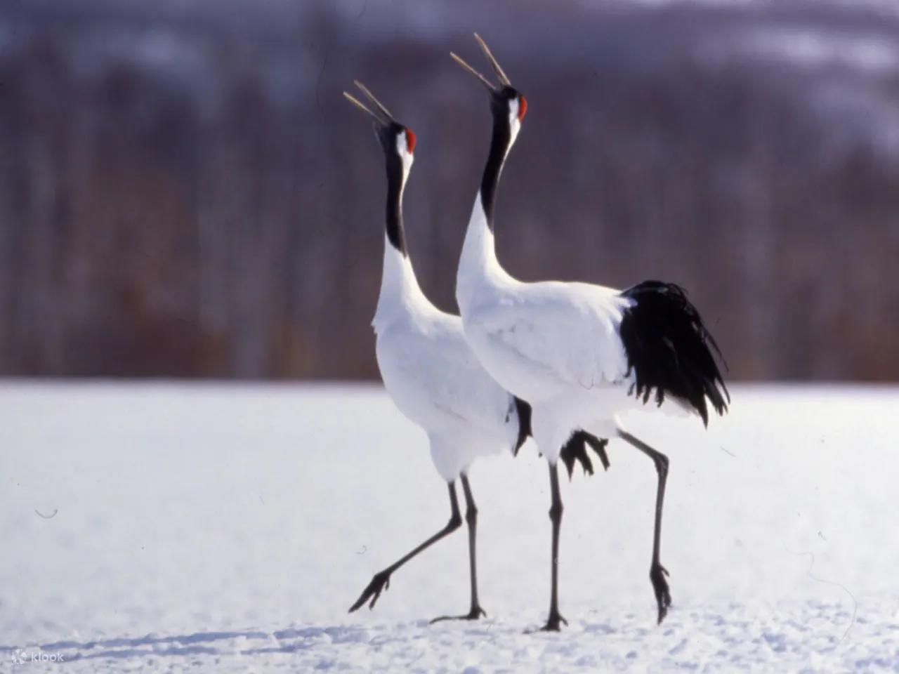 JR East-South Hokkaido Rail Pass - Pass Details: Valid for Consecutive 6-Day Period