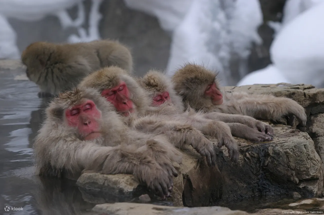Snow Monkey Tour From Tokyo With Beef Sukiyaki Lunch - Key Takeaways