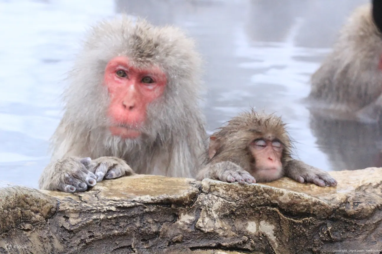 Snow Monkey Tour From Tokyo With Beef Sukiyaki Lunch - Explore Gunma, Numata City for Gourmet Tasting Walk