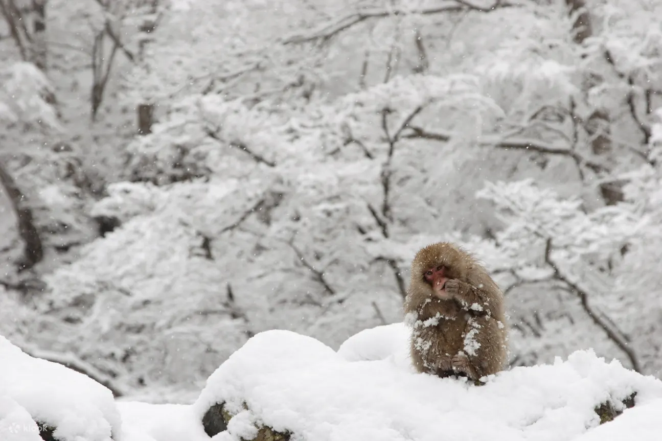 Snow Monkey Tour From Tokyo With Beef Sukiyaki Lunch - Enjoy Delicious Beef Sukiyaki Lunch