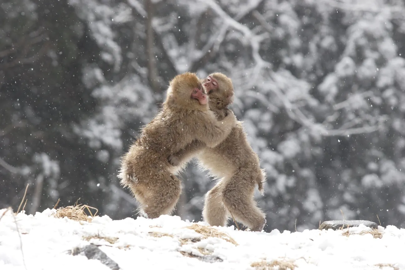 Snow Monkey Tour From Tokyo With Beef Sukiyaki Lunch - Bestseller Tour Option