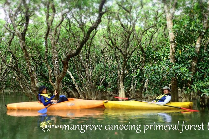 Amami Mangrove Canoe - Exploring the Mangrove Canoeing Experience
