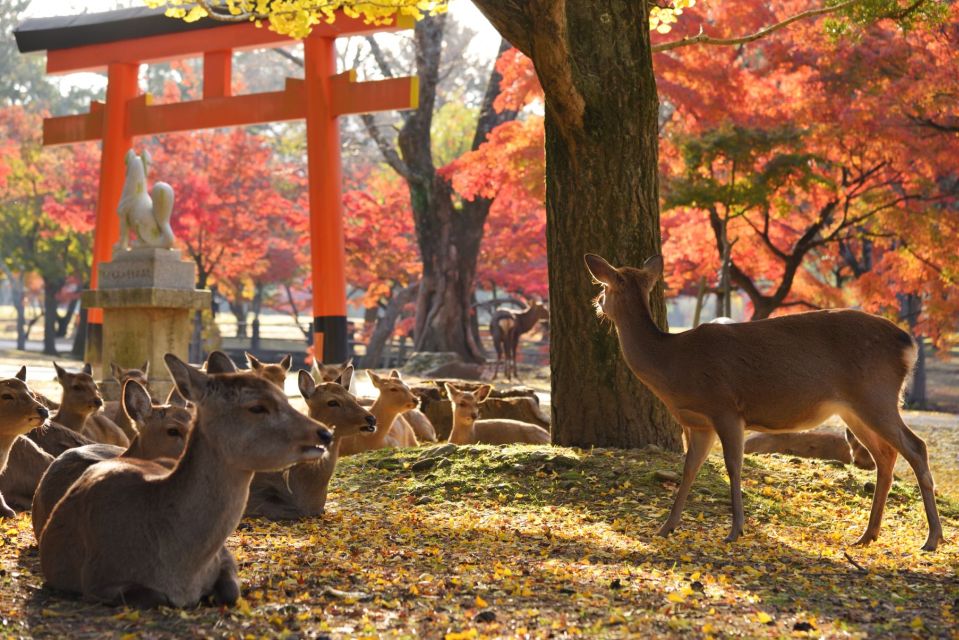 From Osaka or Kyoto: Kyoto & Nara 1 Day Bus Tour - Highlights