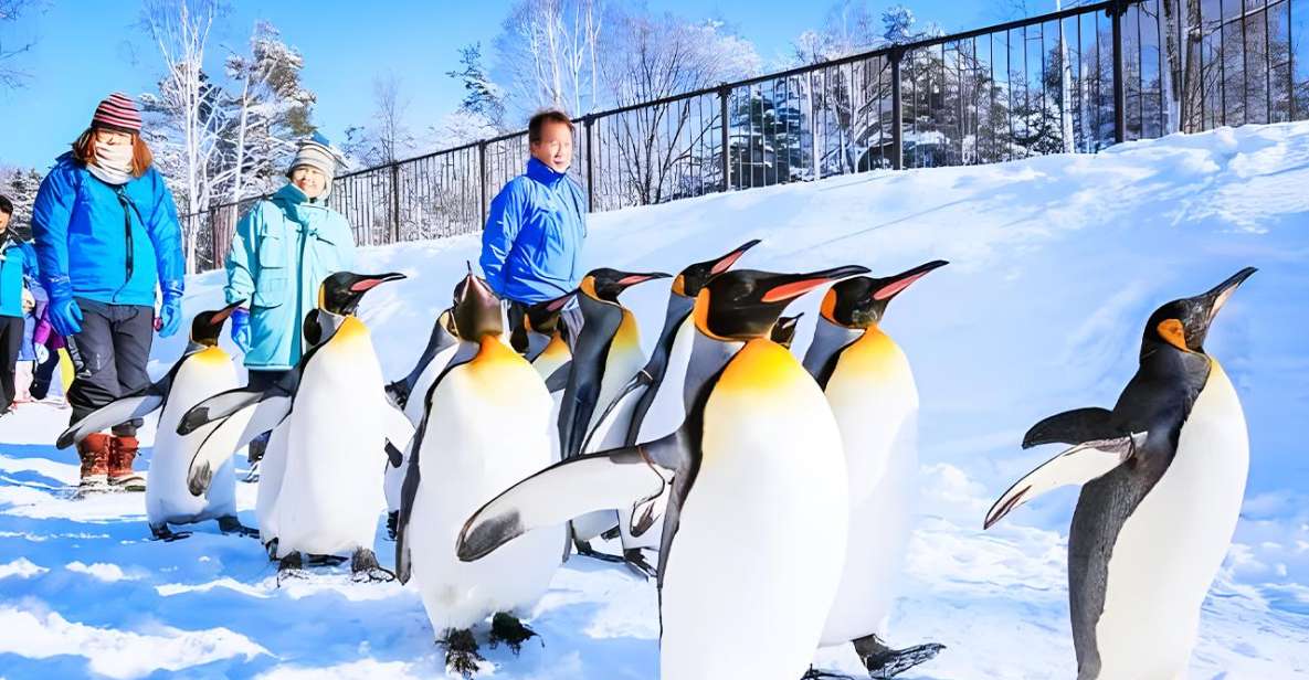 Hokkaido: Asahiyama Zoo, Furano, Beiei Blue Pond 1-Day Tour - Up Close With Asahiyama Zoos Animals