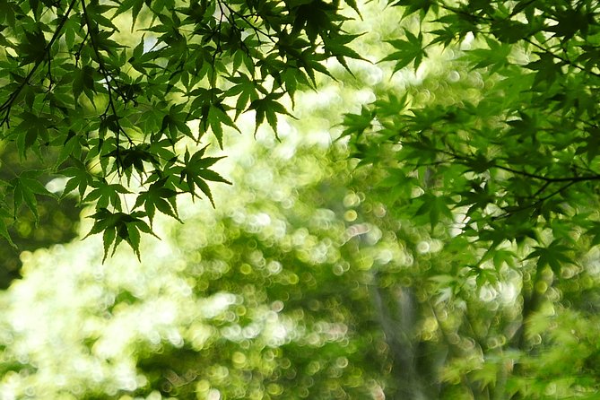 Minoh Waterfall and Nature Walk Through the Minoh Park - A Walk Among Wild Monkeys