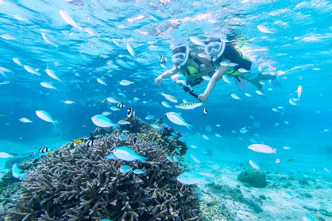 Miyakojima / Snorkel Tour to Enjoy Coral and Fish - Reviews