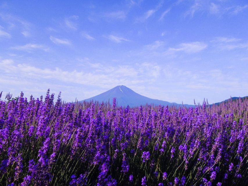 Mt. Fuji, Panoramic Ropeway & Seasonal Fruits Picking - Reservation and Payment