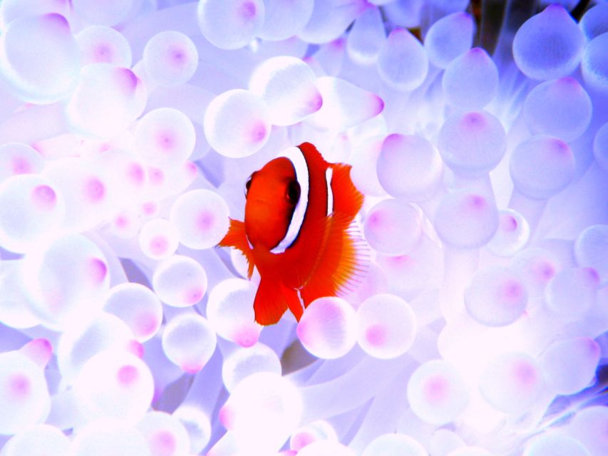 Naha: Kerama Islands 1-Day Snorkeling Tour - Snorkeling Experience