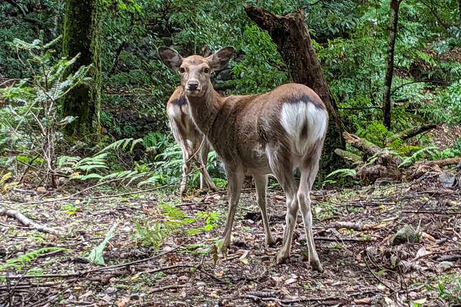Nara - Heart of Nature Bike Tour - Discovering Naras Hidden Natural Gems