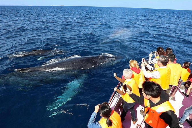 Okinawa Whale Watching From Naha - Location: Naha, Japan