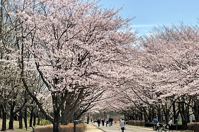 Private Full-Day Cherry-Blossom Tour of Tokyo With Tsukiji - Itinerary Overview